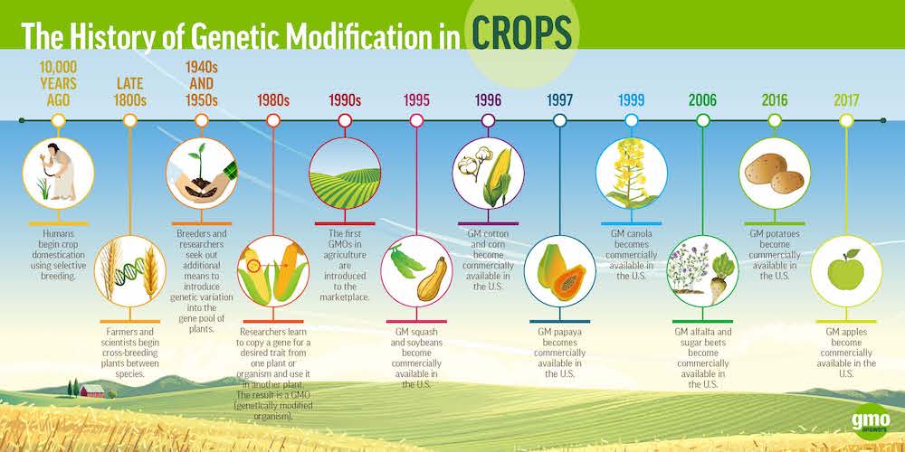 How Are GMOs Made? How Do GMOs Work? GMO Answers